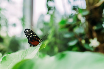 Fototapeta na wymiar Butterfly on a leaf.