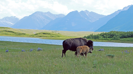 Fototapeta na wymiar Buffalo Paddock Southwest Alberta