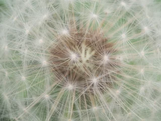 Rolgordijnen タンポポの綿毛のクローズアップ © 和花
