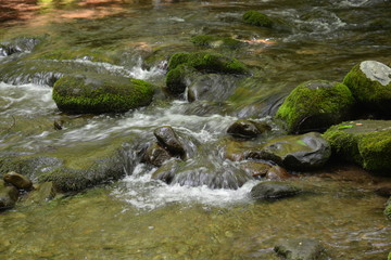 Naklejka na ściany i meble Clear waters quiet creek