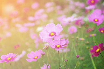 Pink Cosmos floral background in vintage style.