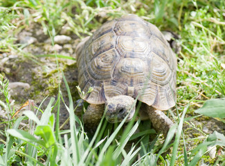 Tortue terrestre