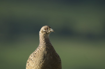 Female Pheasant - Phasianus colchicus