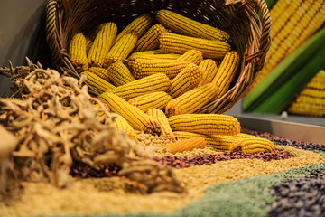 Assortment of corn kernels arranged in vicar basket with decorative cereal seeds  © Neeqolah