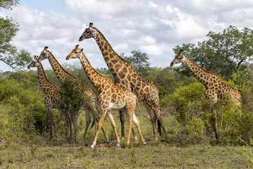 Fotobehang Giraffenkudde in Sabi Sands Private Game Reserve, onderdeel van de Greater Kruger Region in Zuid-Afrika © henk bogaard