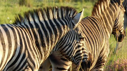 Fototapeta na wymiar South Africa Pilanesberg National Park