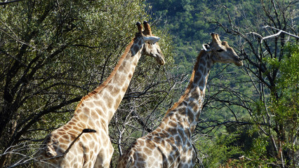 South Africa Pilanesberg National Park