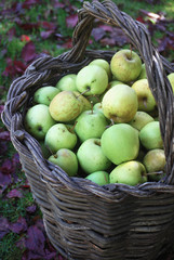 Orchard Apples in a Basket