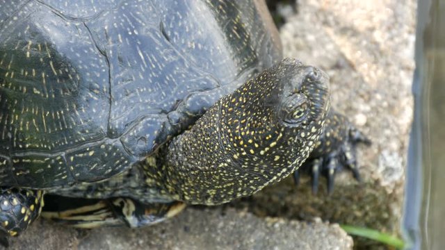 Large black turtle sits in a park near an artificial pond