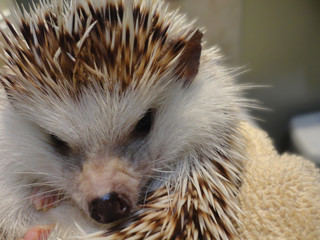 Hedgehog in Towel Closeup