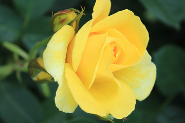 黄色いバラ