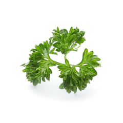 Fresh green parsley on white background