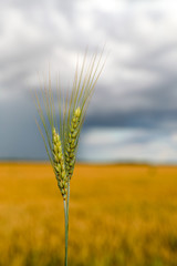 Fototapeta premium wheat