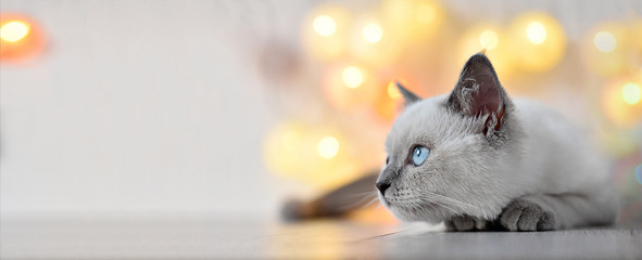 Fototapeta premium Brytyjski kotek liliowy punkt z miejsca na kopię
