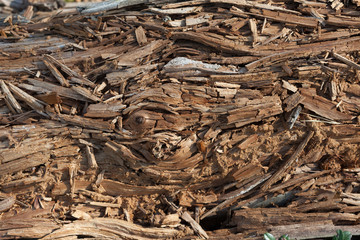 Natural background with rotten pine wood
