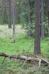 Old pine in forest on the Kurgalsky peninsula in the Leningrad region, Russia