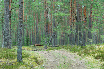 Fototapeta premium Road in pine forest on the Kurgalsky peninsula in the Leningrad region, Russia