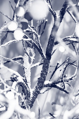 Snow covered branches