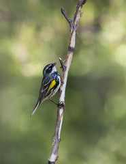 Yellow-rumped Warbler