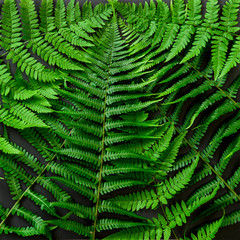 Green fern leaves Floral flat lay square