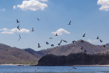 beach with many birds in san juan del sur, Nicaragua, landscape with rocky birds, the ocean and a beautiful sky
