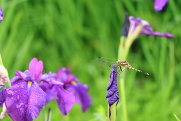 Fototapete bei efototapeten.de bestellen   