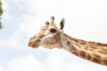 Giraffe on blue sky background