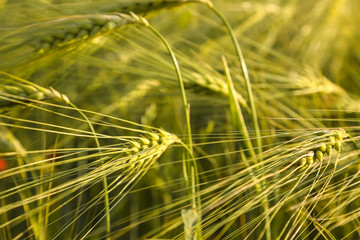 Fototapeta premium Summer background green wheat ears in sunlight