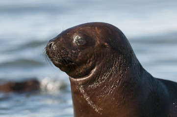 Obraz premium Sea Lion pup , Patagonia Argentina
