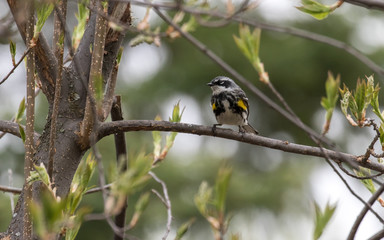 Yellow-rumped Warbler
