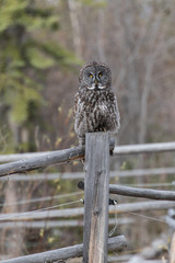 Great Gray Owl