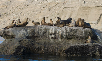 Naklejka premium Sea lion Male in colony, patagonia Argentina