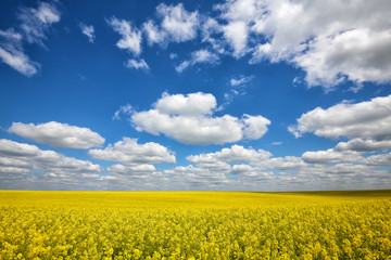 Obraz premium Flowering field of colza outdoors in spring.