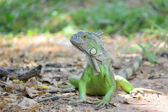green iguana sitting on ground with nature background