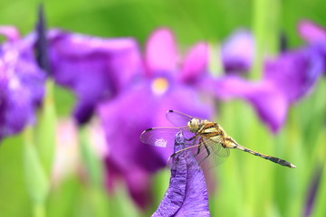 Fototapete bei efototapeten.de bestellen   