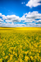 Flowering field of colza outdoors in spring