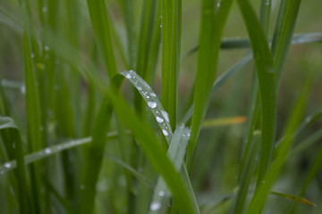 Dew drops on green grass in the early morning