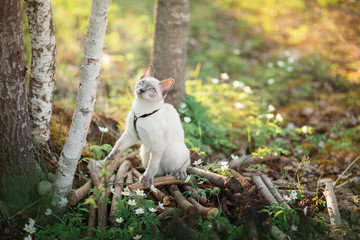 Cat in the spring forest. Siamese cat