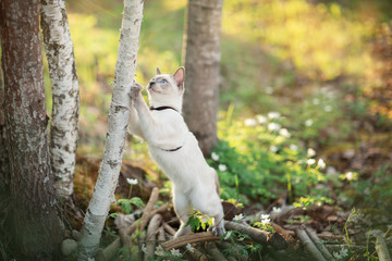 Cat in the spring forest. Siamese cat