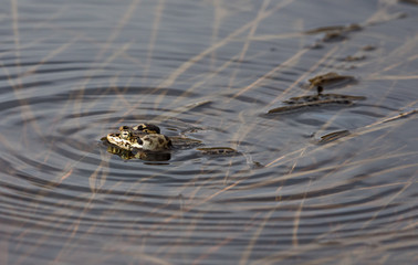Wood Frog