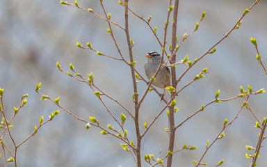 White-crowned Sparrow