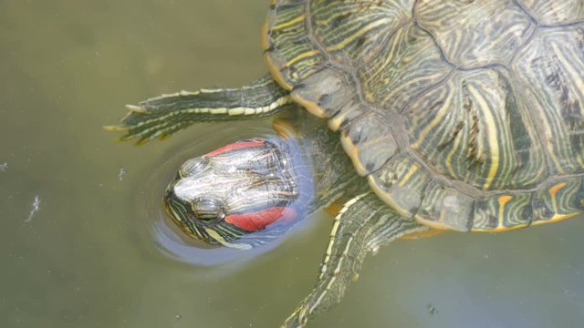 Red-bellied turtle swim in pond with other turtles close up view