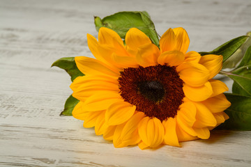 beautiful yellow sunflower