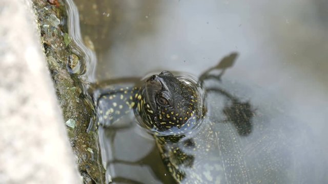 Turtle stuck her head out of the water. Turtle in the park in an artificial pond