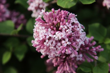 Fototapeta premium Lilac