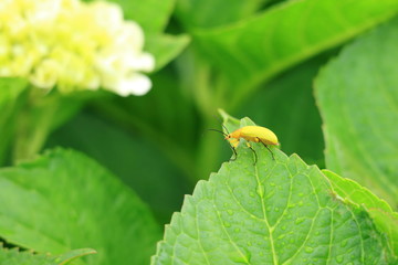 ハムシと紫陽花