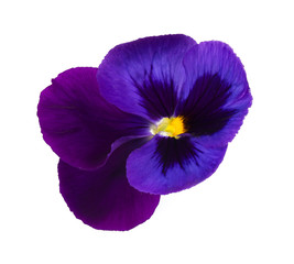 beautiful pansies isolated on white