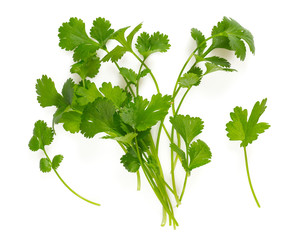 bundle of cilantro isolated on white