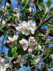 White apple tree flower blooming1