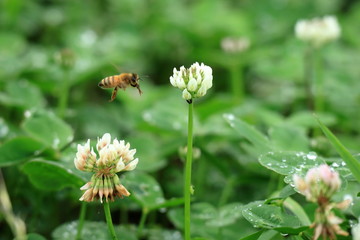 ミツバチとクローバーの花